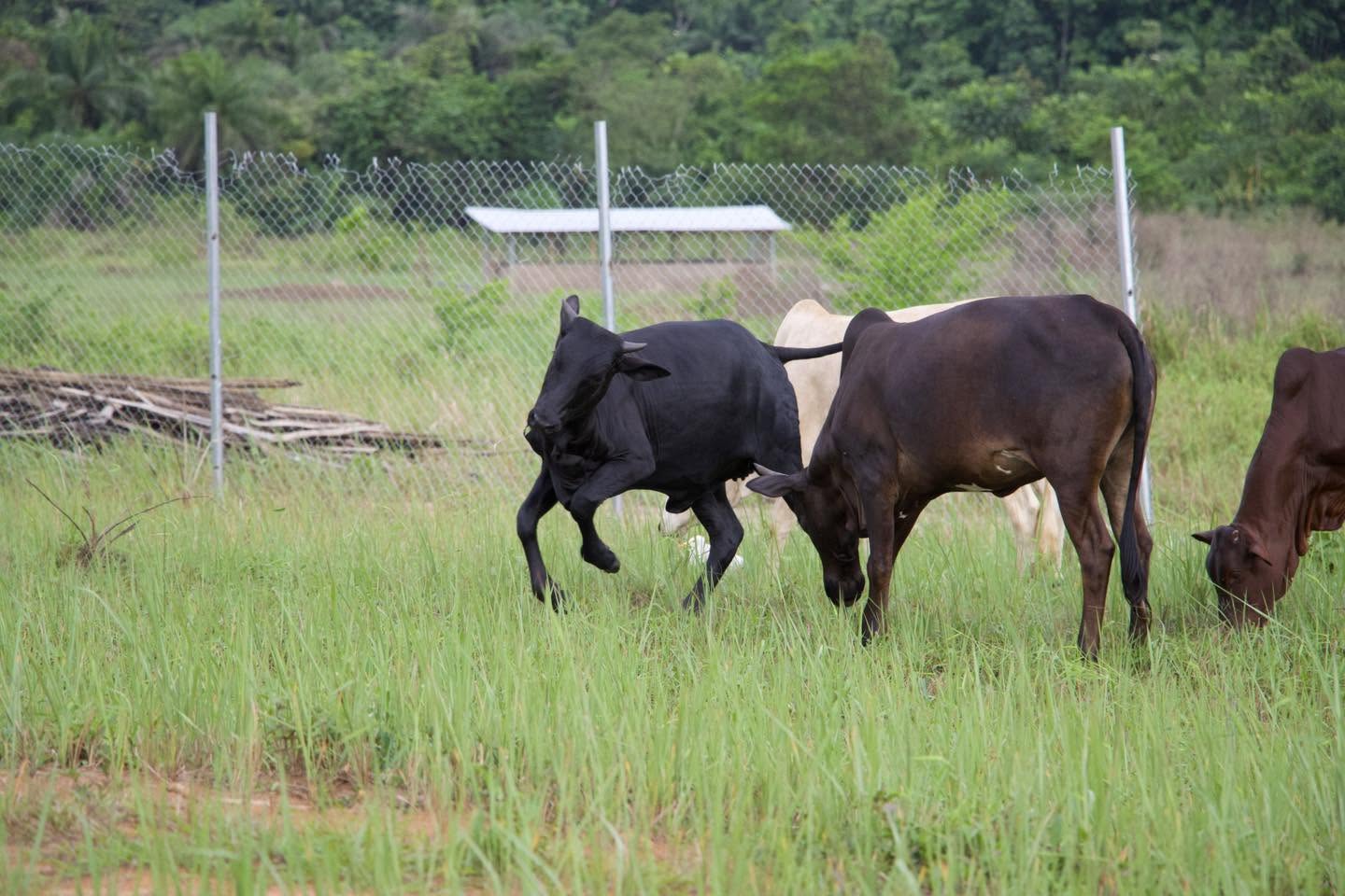 Cattle grazing at MNC Farms