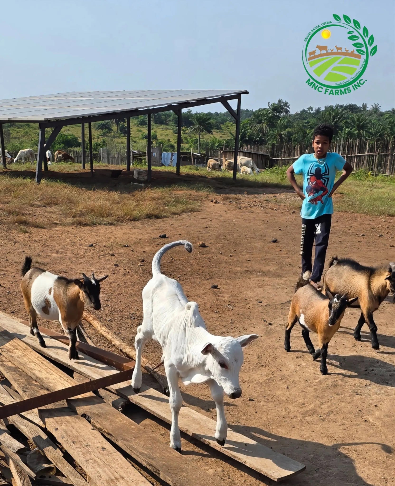 Goats and a calf in the MNC Farms yard