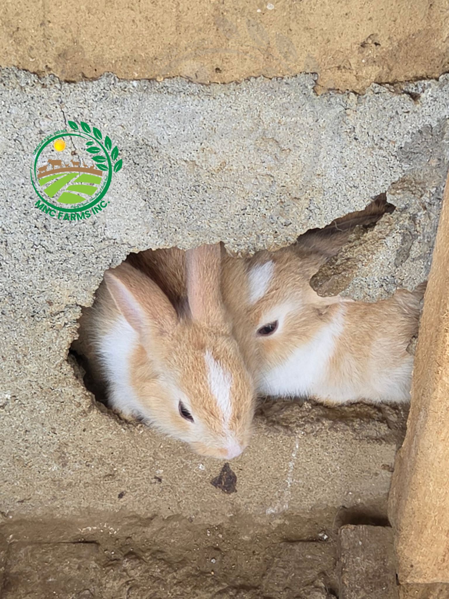 Two young rabbits resting together at MNC Farms